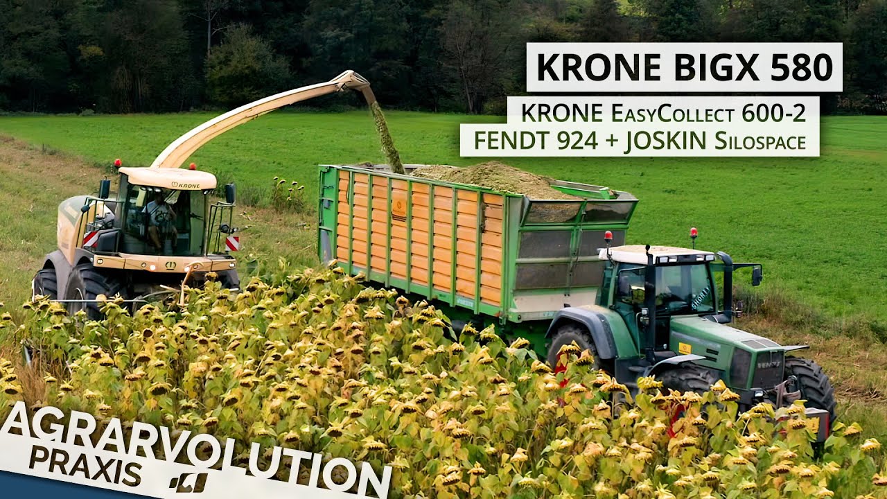 Krone BigX 580 + Easy Collect 600 - Fendt Favorit 924 • Harvesting sunflower | Agrarvolution Praxis