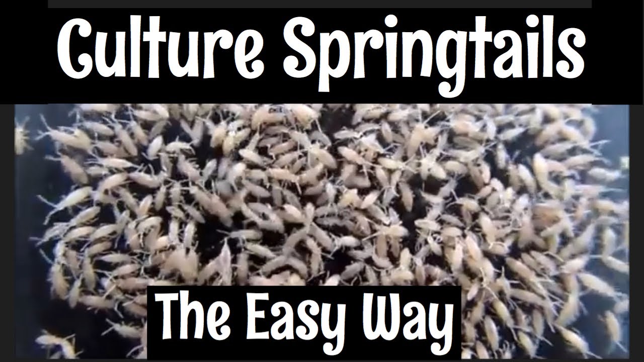 How to Culture Springtails