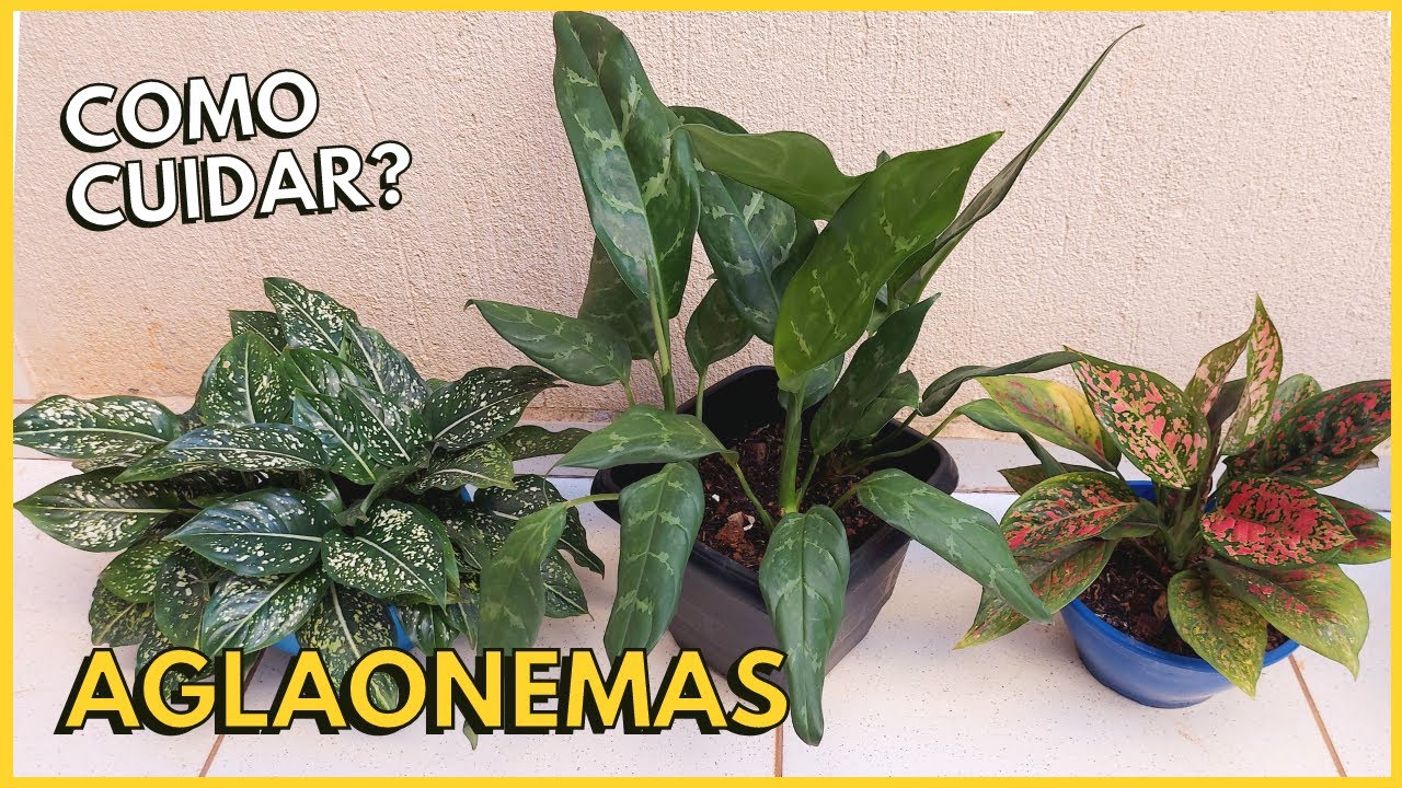 3 AGLAONEMAS LINDAS | Aprenda tudo sobre essa planta perfeita para dentro de casa