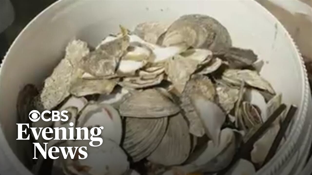 Why used oyster shells get recycled back into water