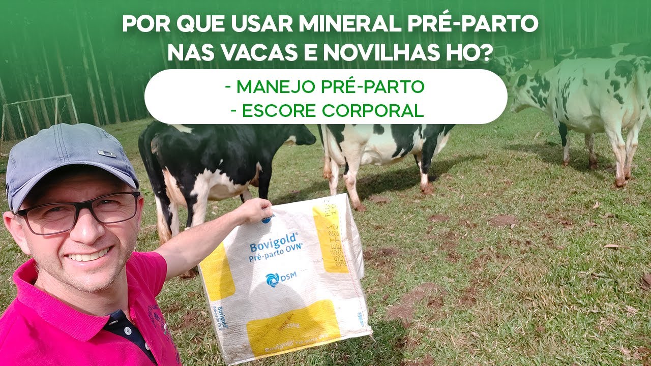 Porque usar mineral pré-parto nas vacas e novilhas HO. Manejo Pré-Parto e Escore Corporal (v.104)