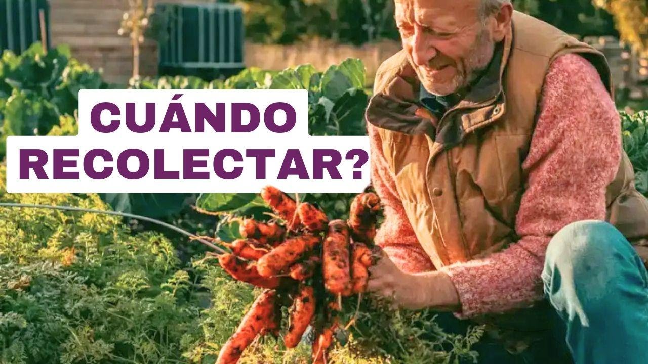Cuándo cosechar y cómo aprovechar más de lo que está creciendo