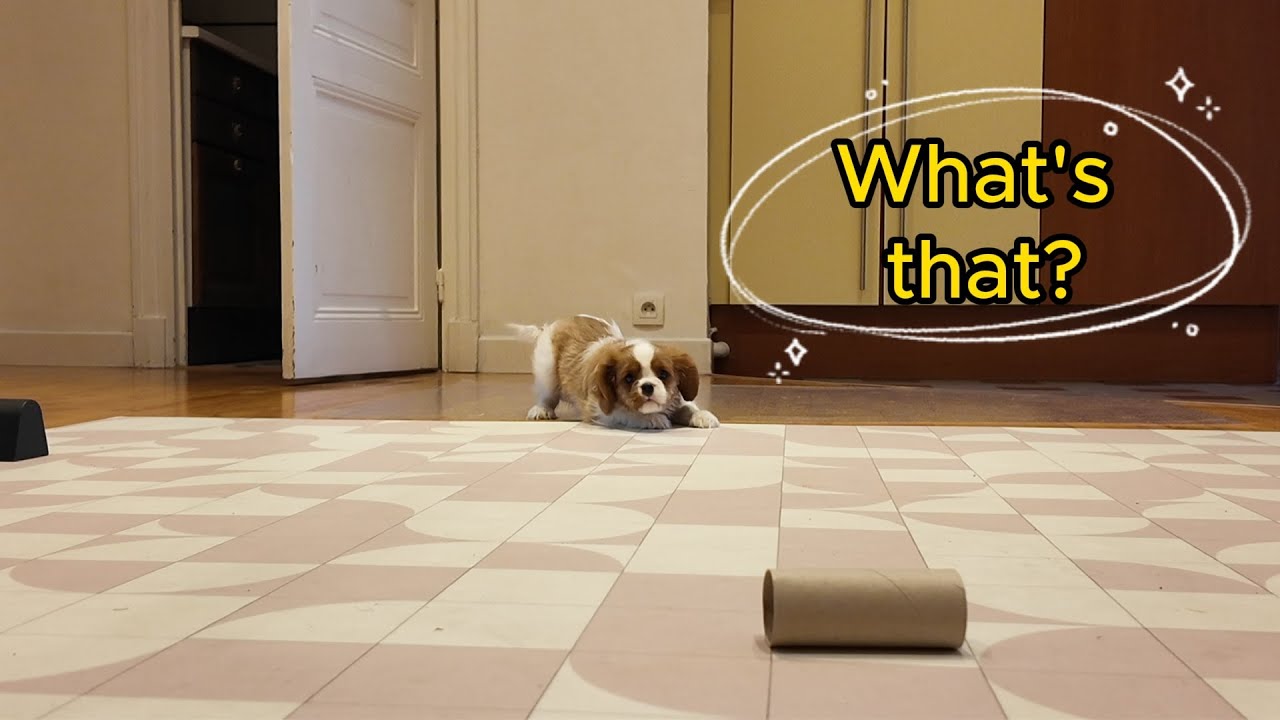 Vanilla, the Cavalier King Charles puppy, saw a toilet paper roll for the first time
