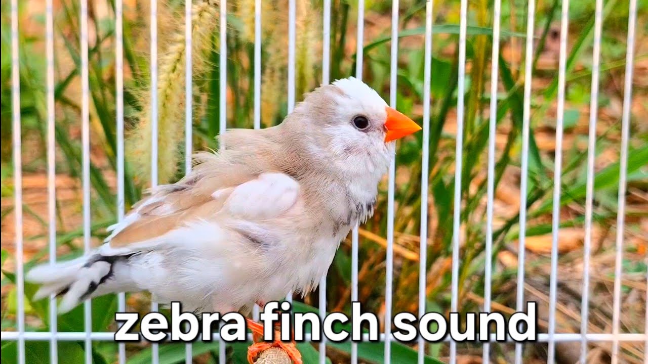 zebra finch bird sound : The sound of a female bird Zebra Finch sound Finches.