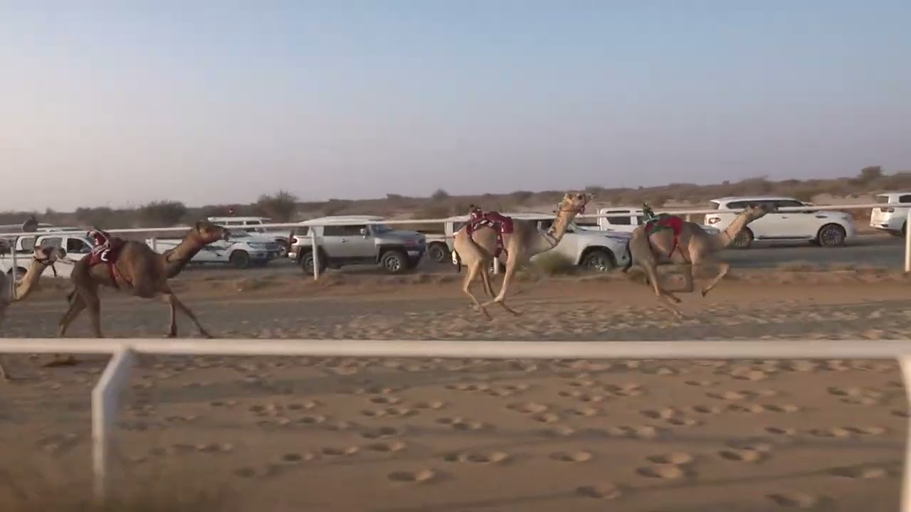 ش9 بكار مفاريد 1447/09/10هـ - 2026/02/27م (كحيلة) عادل شاهر عوده الهذلي