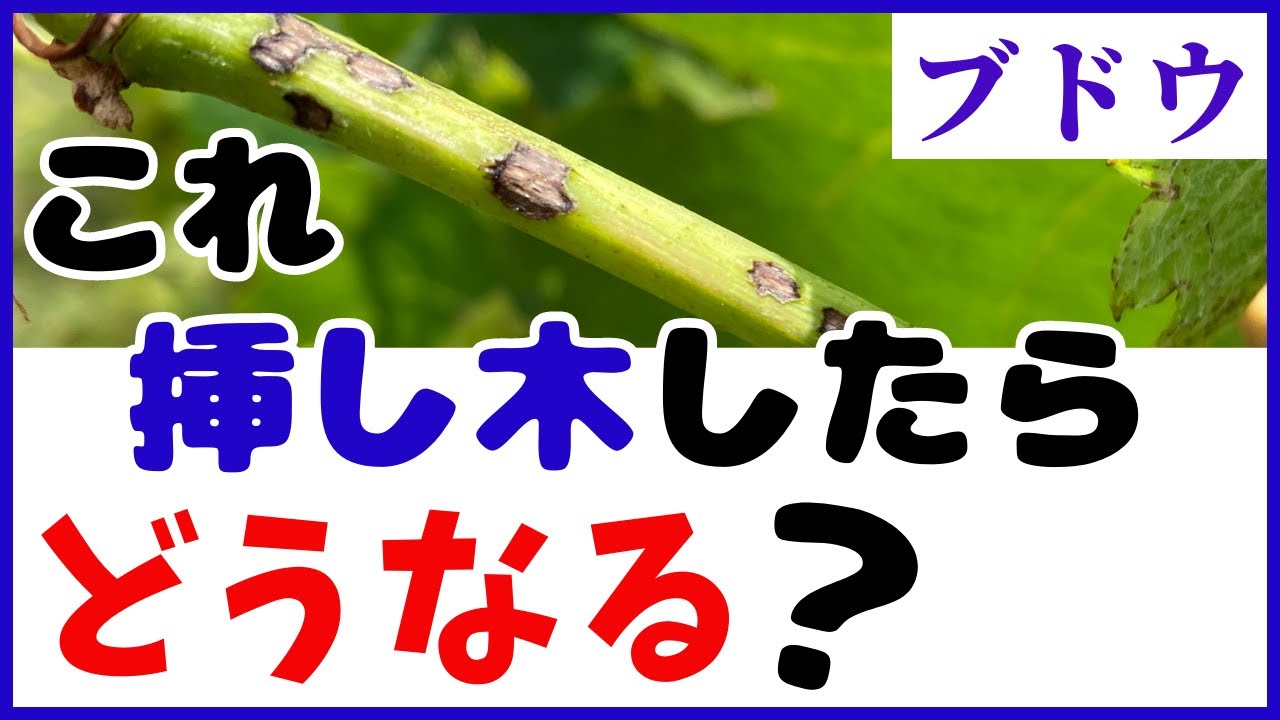 ほったらかしのブドウの木【挿し木】したらどうなる？