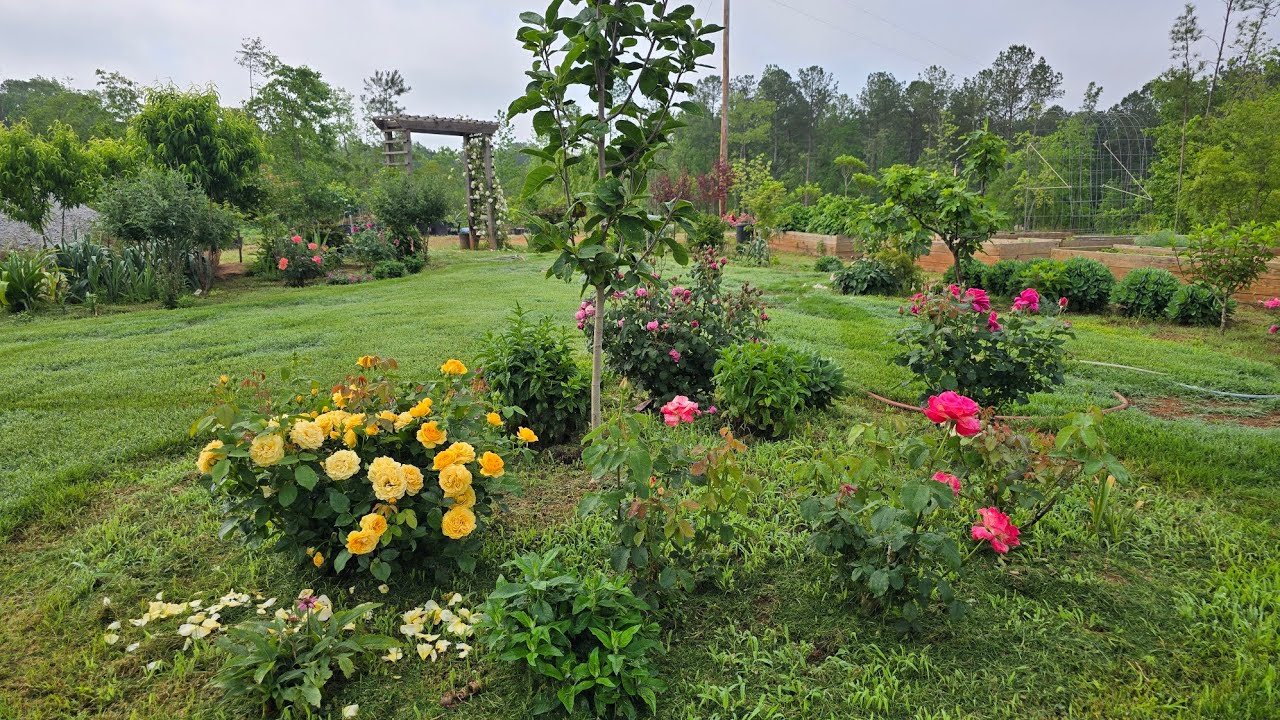 Rose tour garden 2025