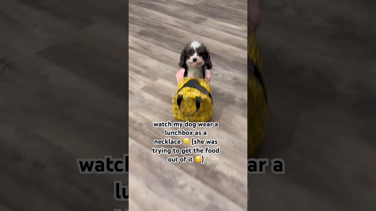 my dog tried to eat a lunch box 🥲 #jesuslovesyou #trending #funny #funnydogs #dogs #puppys #poodle