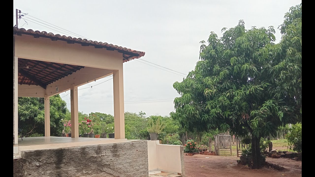 Terapia no quintal; as plantas e os animais curam.