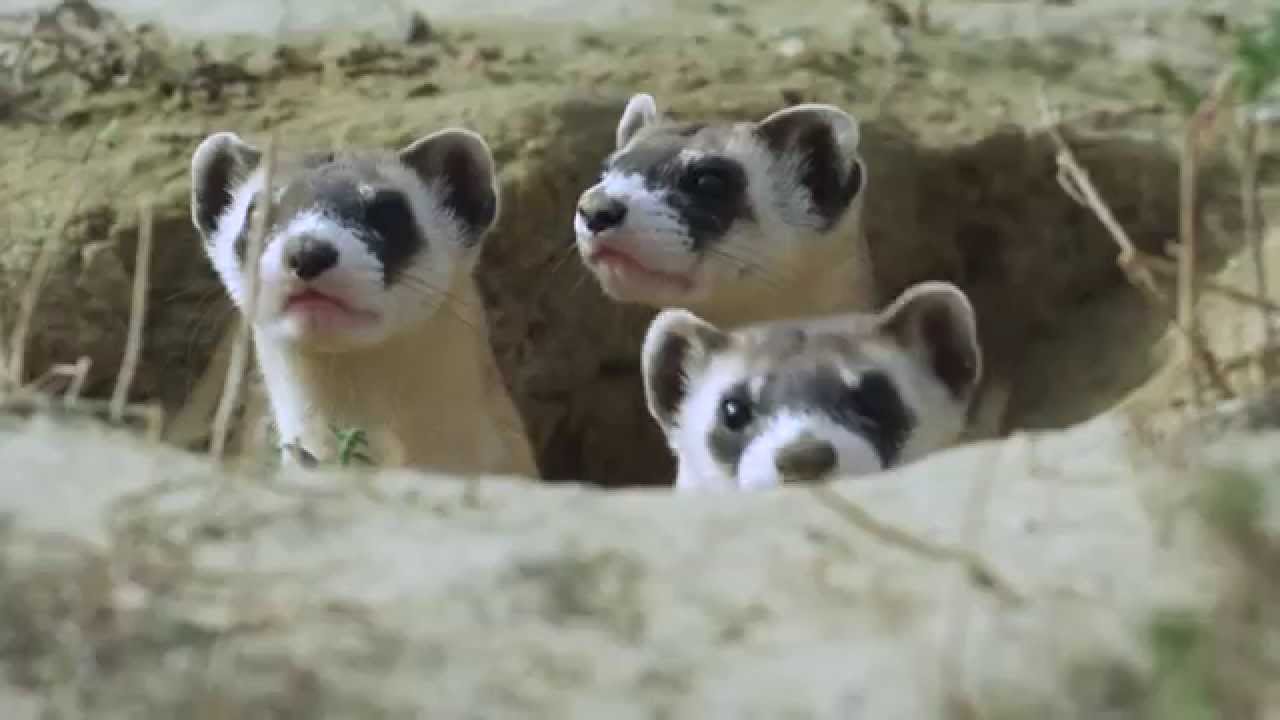 Thank You from The Nature Conservancy - 2015
