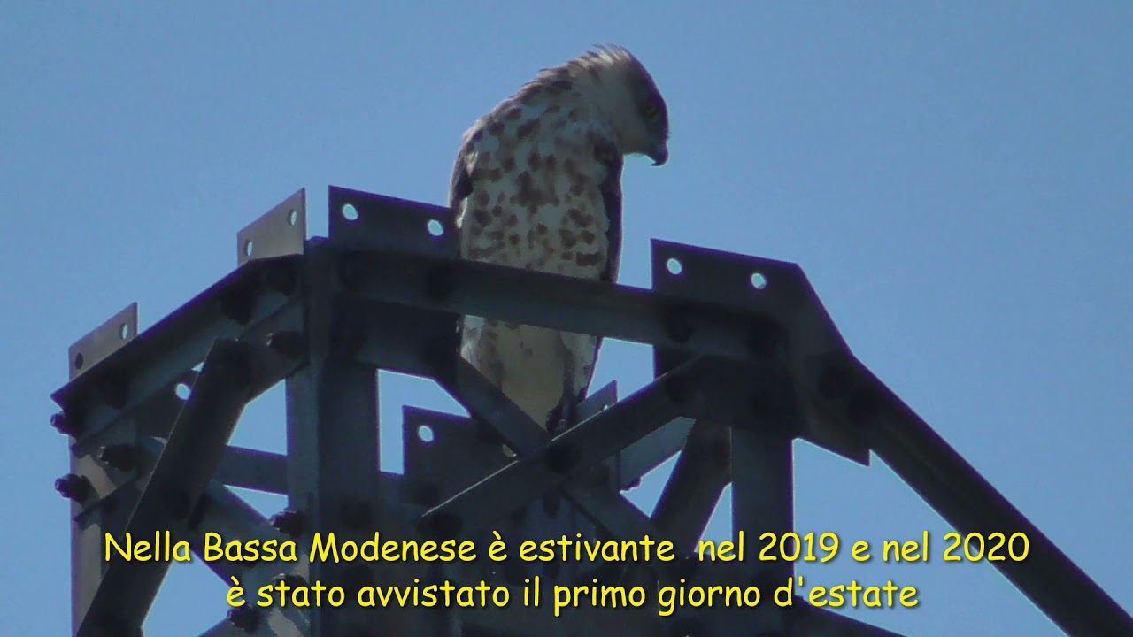 L'Aquila dei serpenti nella Bassa Modenese: il Biancone, di Ermes Borghi.