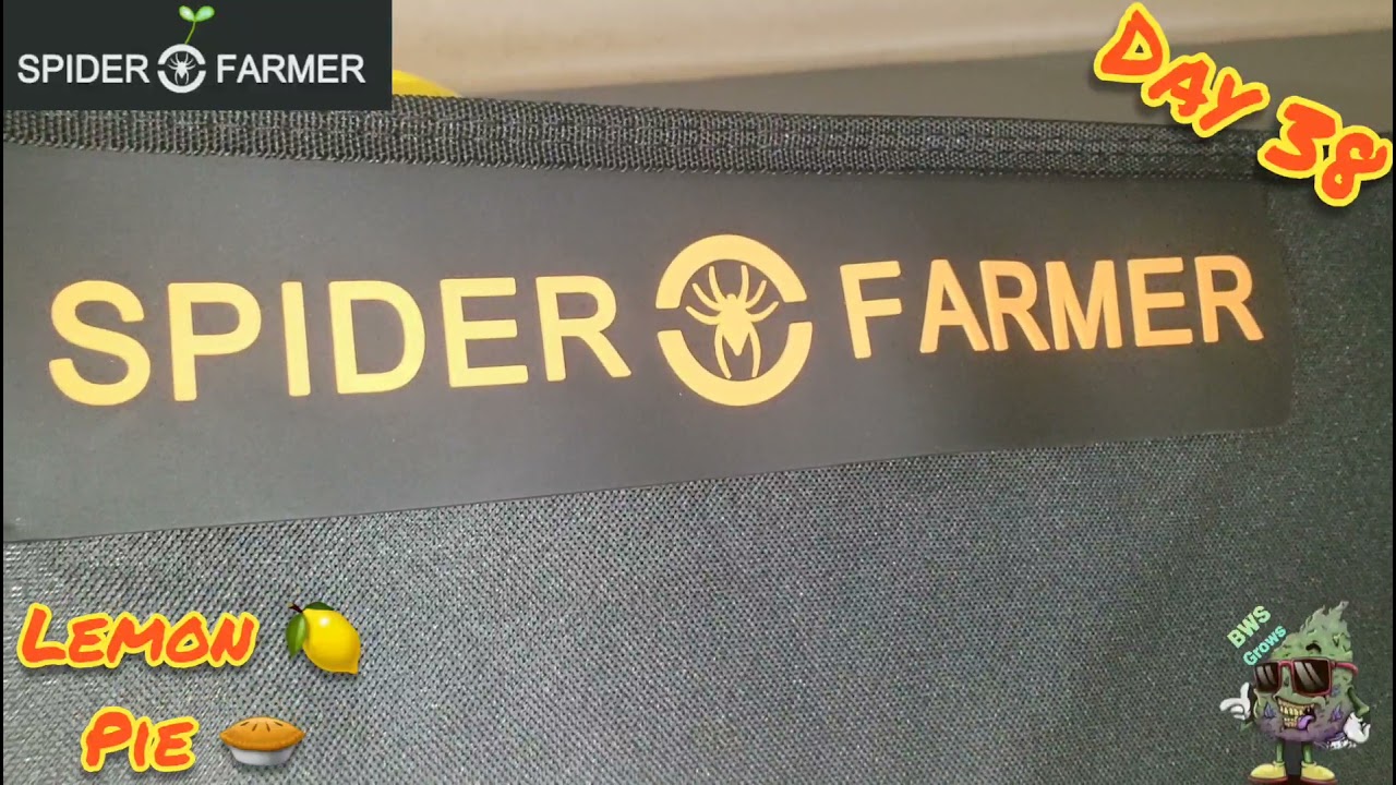 Day38 Seed to Harvest Series Kosher Cake & Lemon Pie Spider Farmer SE3000 & 3x3 Grow Tent