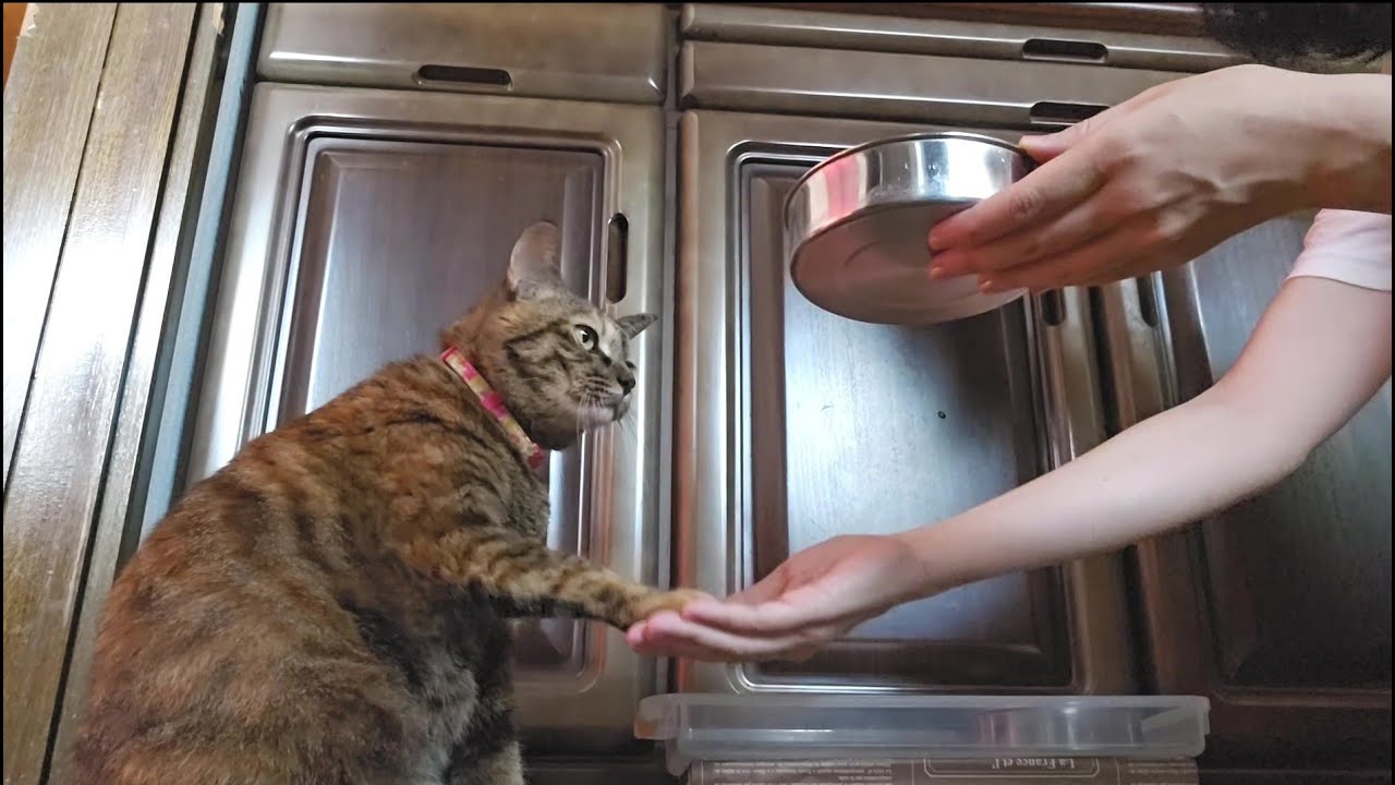 蔵出し動画とともに…愛猫ちゃんの最近のお話ｗ♬