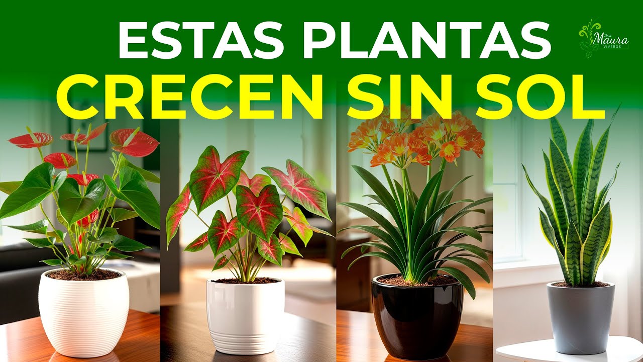 10 PLANTAS perfectas para ENTORNOS con POCA LUZ | Fáciles de Cuidar