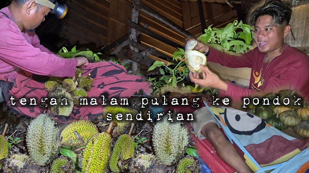 Pulang sendirian tengah malam dari mencari durian warta petani muda hidup di hutan
