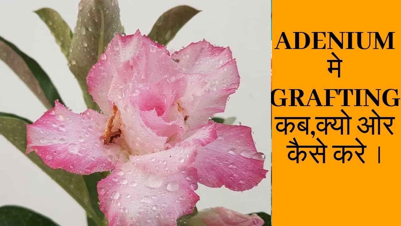 ADENIUM plant मे GRAFTING क्यो,कब ओर कैसे करे?जिसे पूरे साल ढेर सारे flowers आये ।