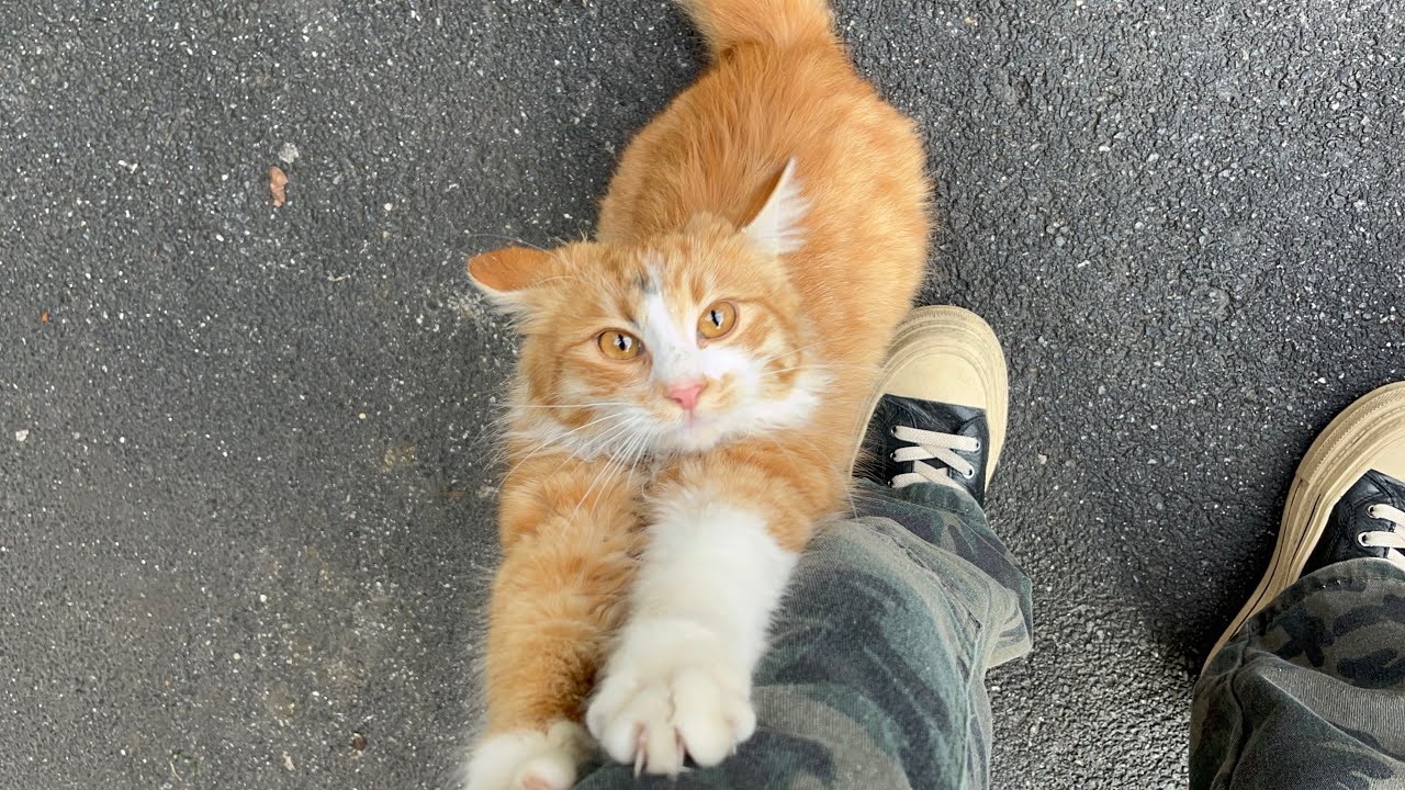 This adorable long-haired orange cat was the first to run over.