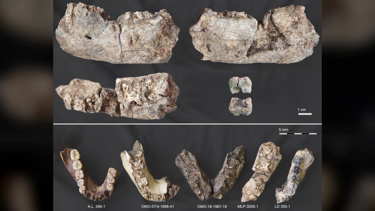 Ancient "Nutcracker Man" Fossil Rewrites Human Evolution Timeline