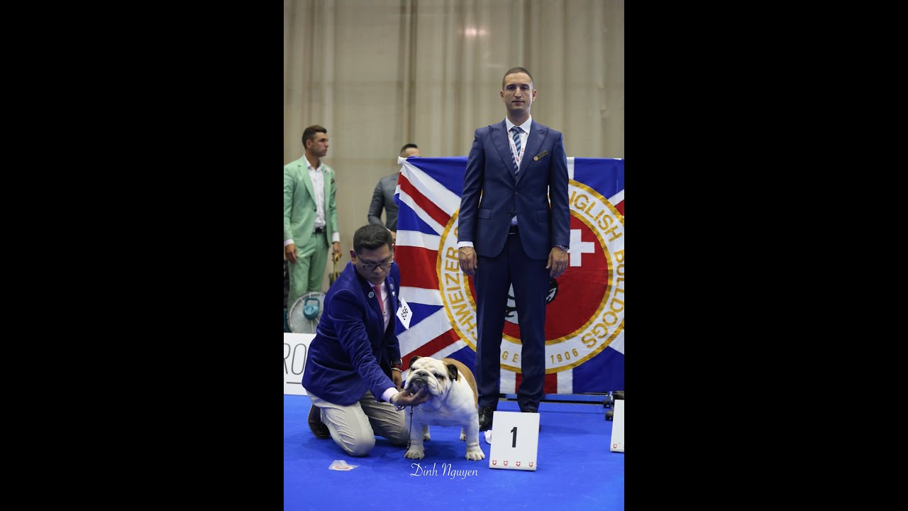 WDS 2023 speciality Bulldog champion male