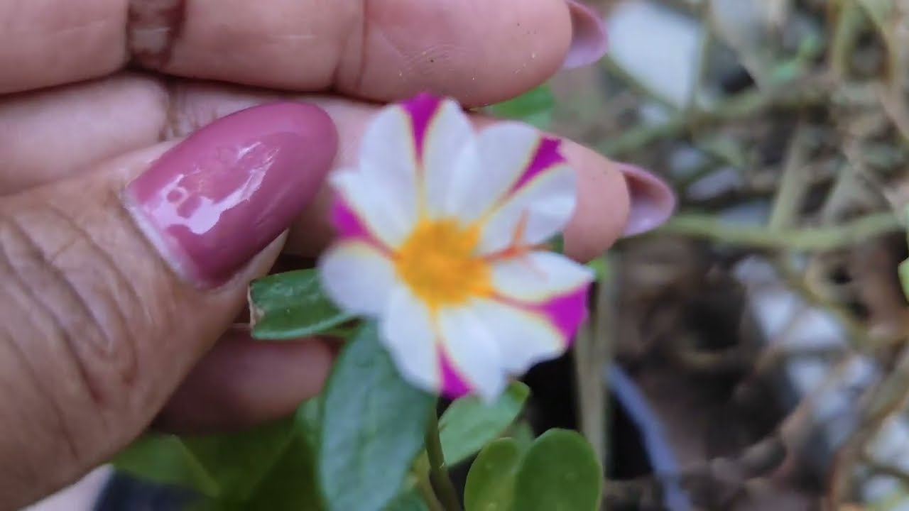 ESSAS PLANTINHAS ME DEIXARAM FELIZ HOJE 😊