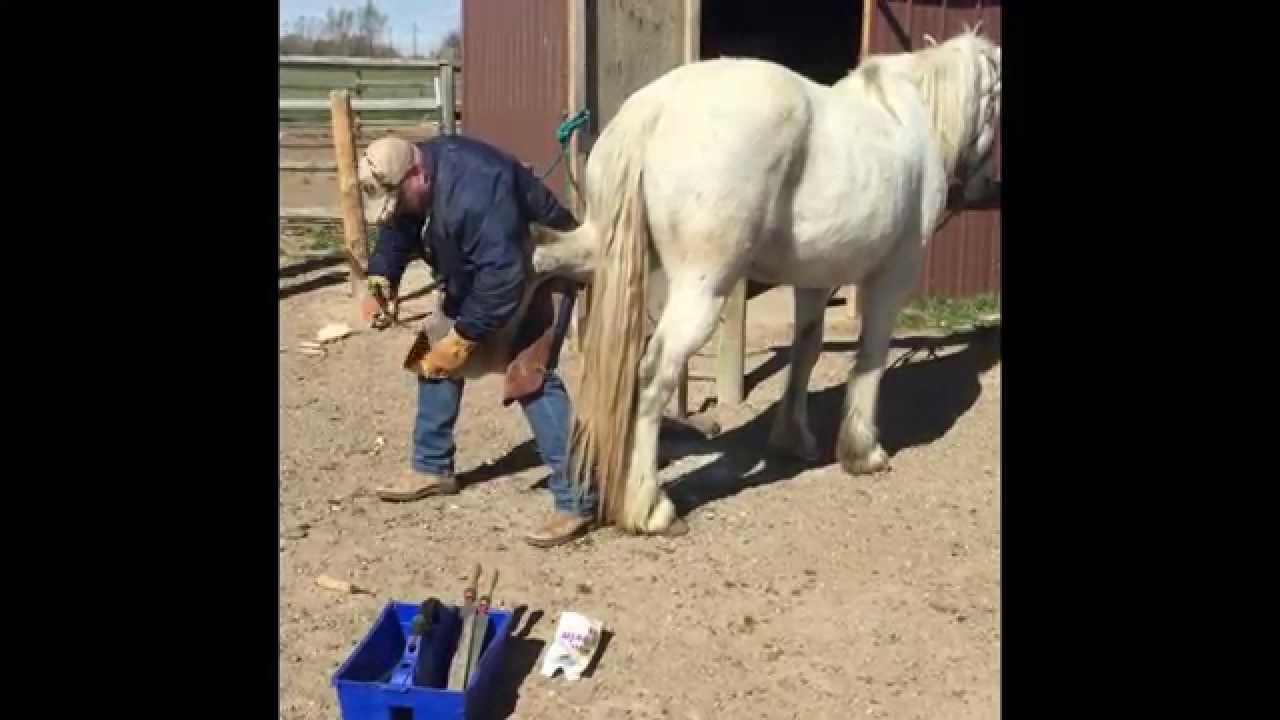 UPDATED! Shoeing A Nervous Horse Using Duct Tape Complete Video