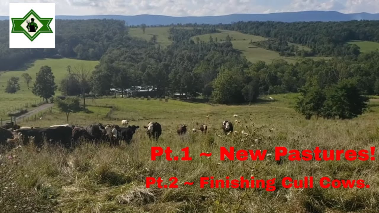 Cows, cows, cows.