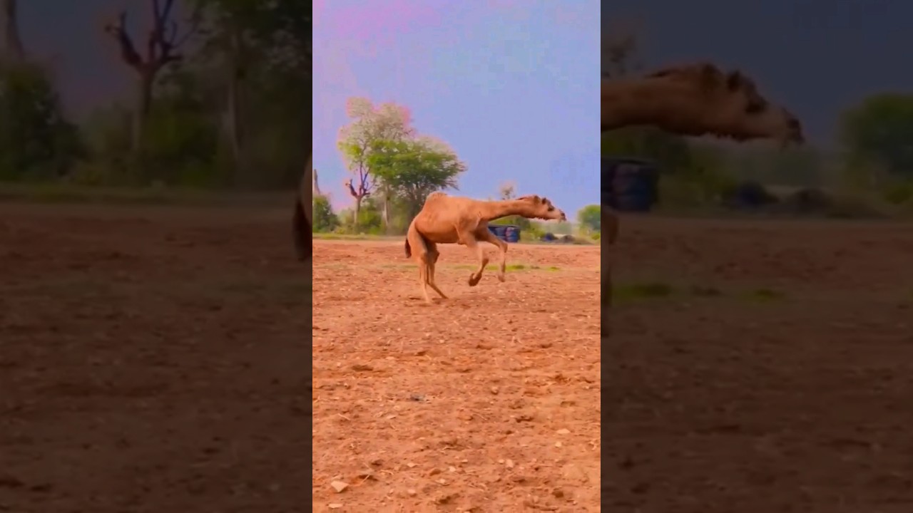 Camel dance