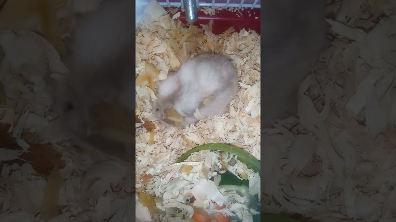 Felpudo@hamster@fofo