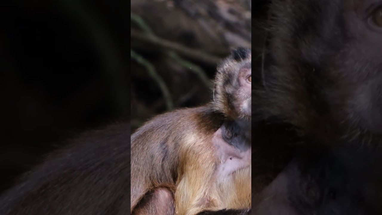 Are Pet Monkeys Dangerous? 🐒⚠️