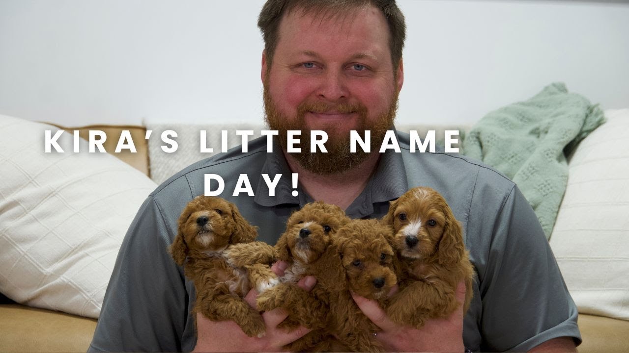 Kira & Elias F1B Cavapoo Puppies | Name Day!