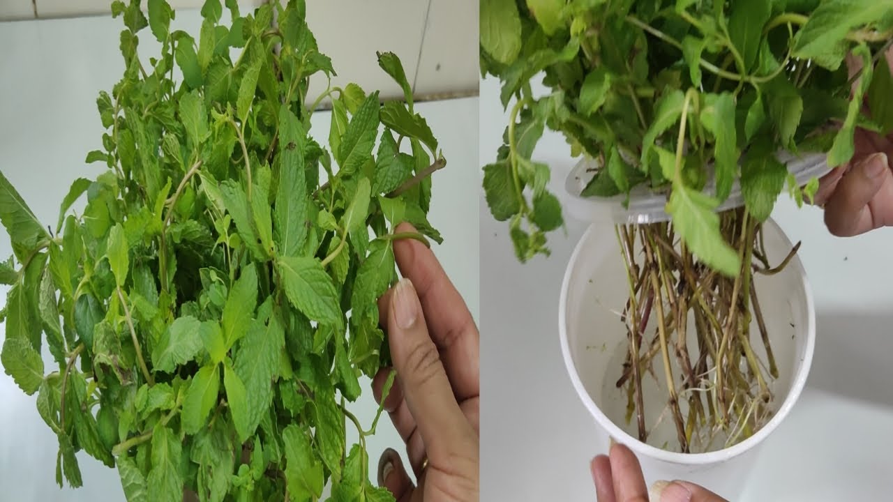 How to grow mint in water | Grow mint without soil | पुदीना को कैसे उगाएं | How to grow mint | mint