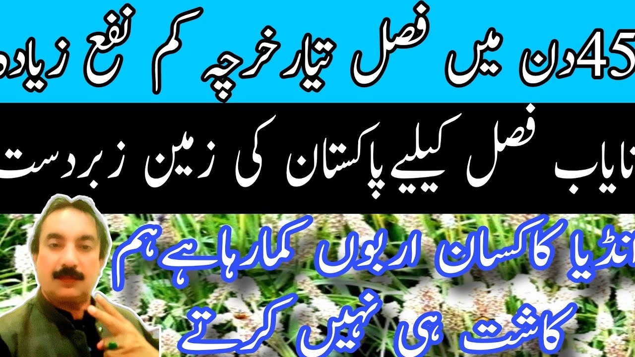 45دن کی فصل خرچہ کم نفع زیادہ|پاکستان میں ہرقسم کی زمین پر آسان کاشت |psyllium cultivation