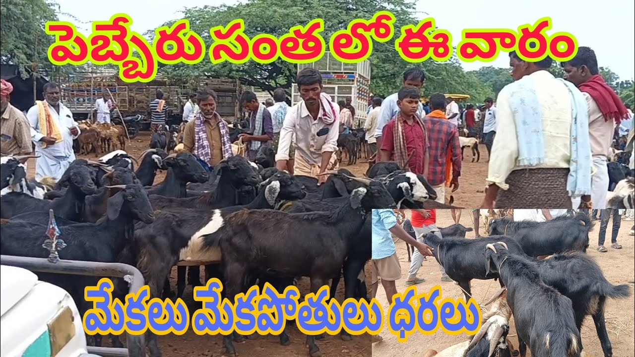 Pebbair sheep market#Today 10-8-2024 పెబ్బేరు గొర్రెల మేకల సంత లో మేకలు మేకపోతులు ధరలు