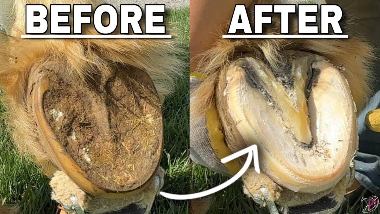 Satisfying ASMR Draft Hoof Trim | 5 Week Restoration (FARRIER BEFORE AND AFTER)