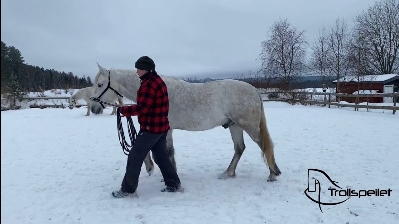 First training session for the new horse!