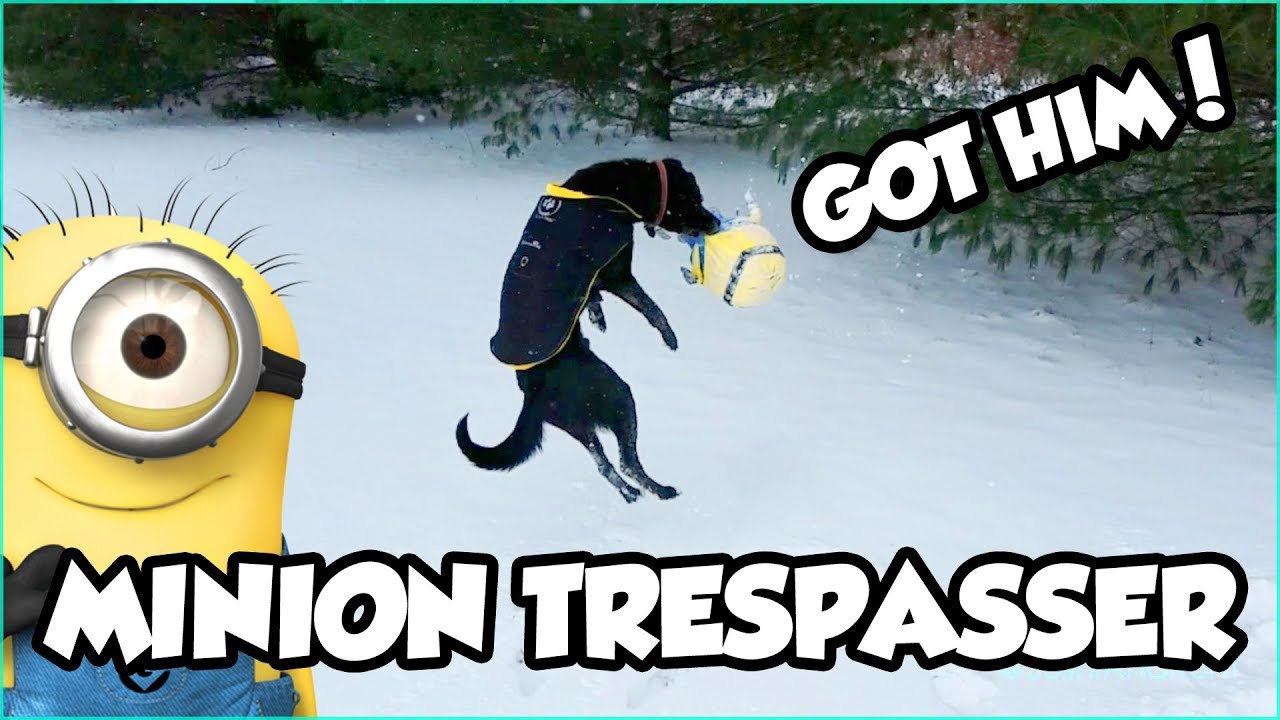 DOG CATCHES MINION TRESPASSER !