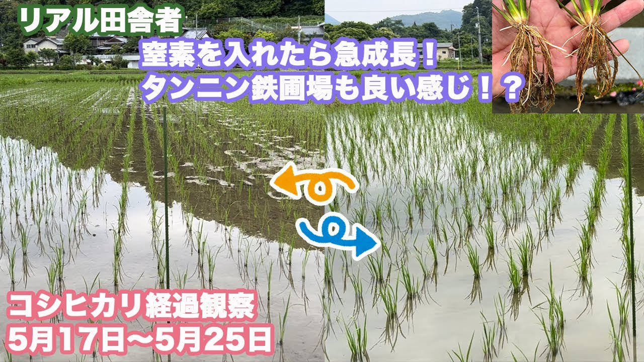 コシヒカリ経過観察5/17〜5/25。タンニン鉄圃場の根っこ比べも！