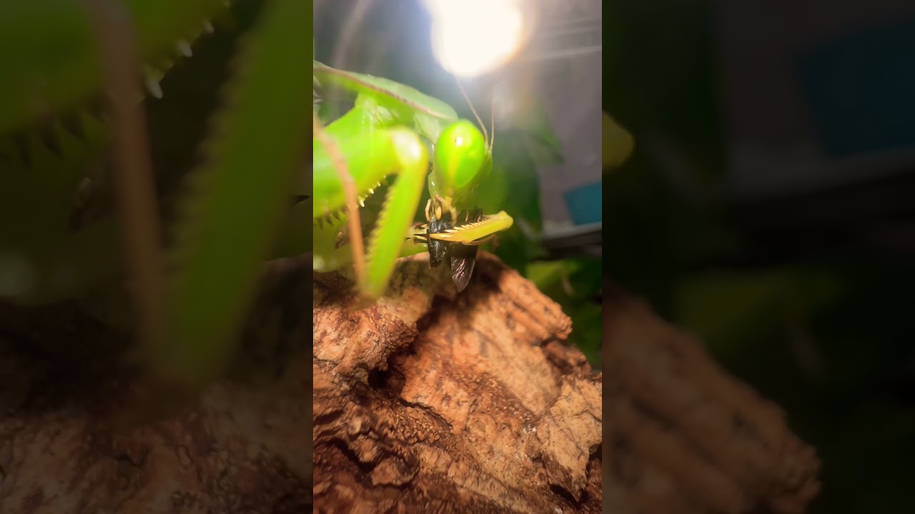 Shield Mantis 
