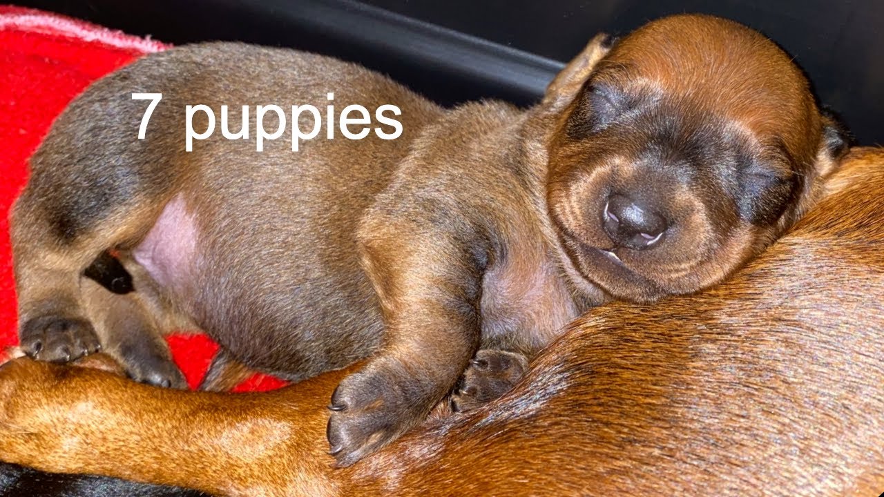 Dachshund puppies  - Birth to 10 Days