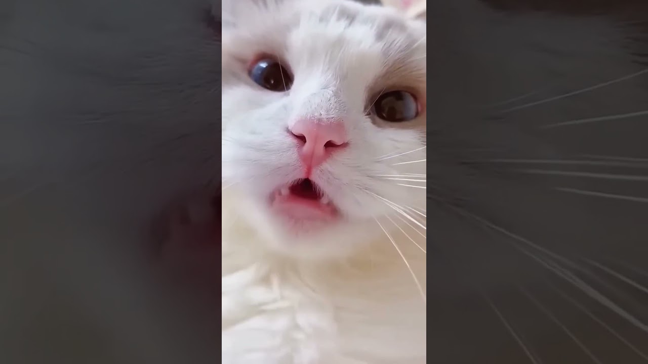 Cati