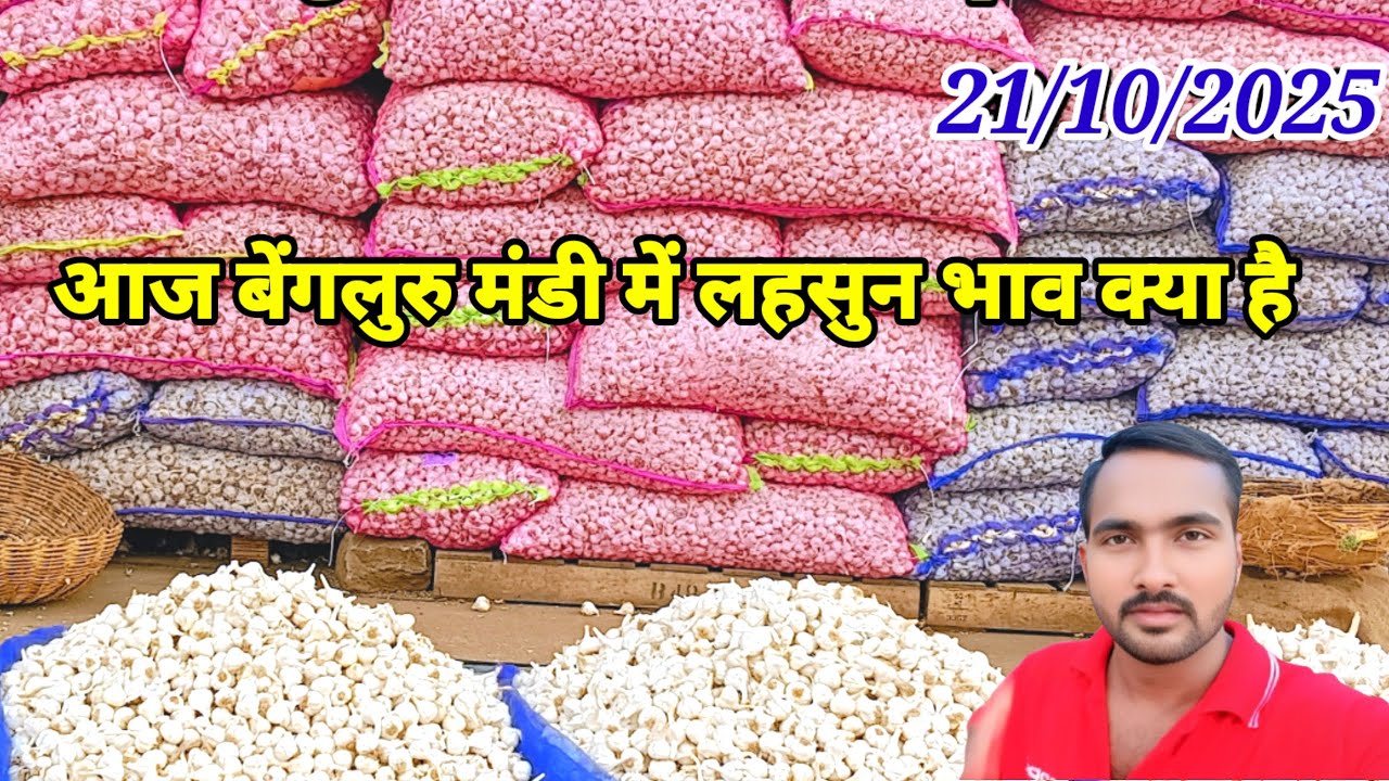 Today Garlic Mandi Wholesale Rate #garlic #lahsun #belolli #poond #bhav #today #bengaluru