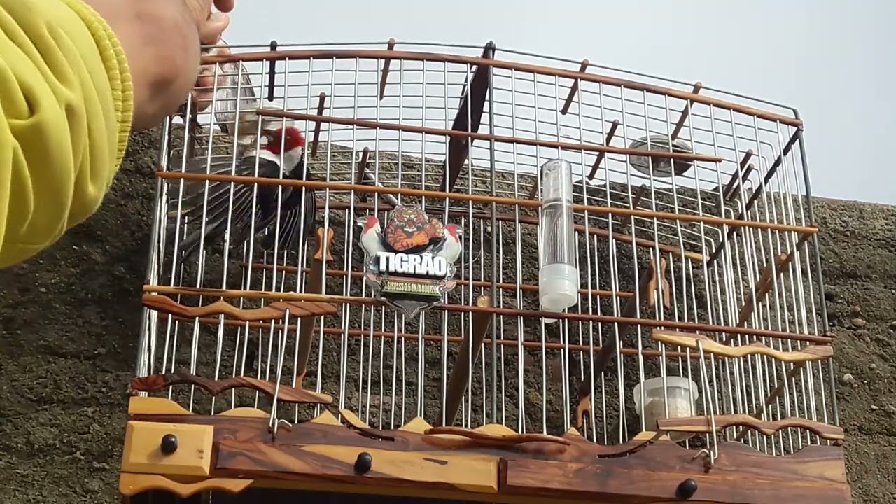 Galo tigrão na pegada livre 