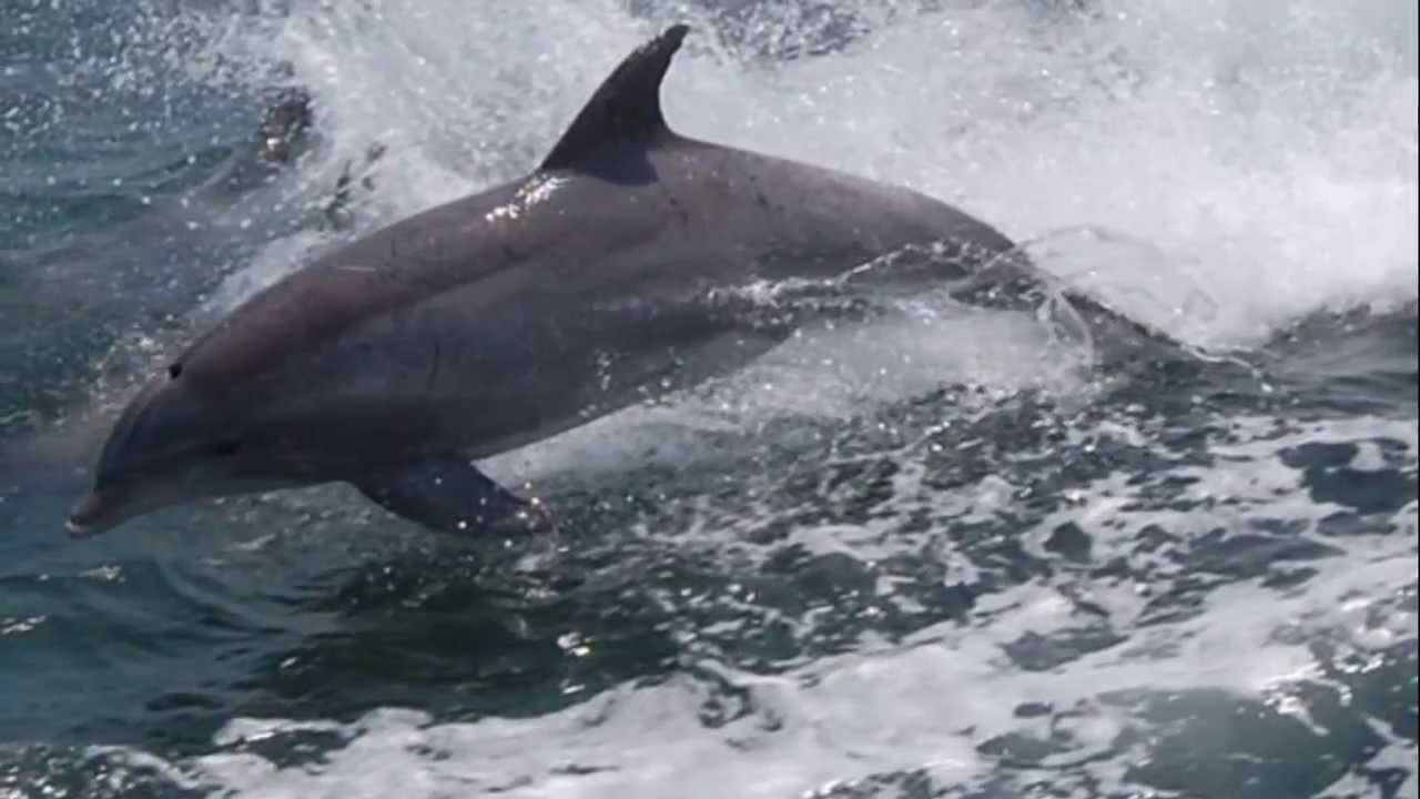 Cape May Whale Watcher Sunset Cruise