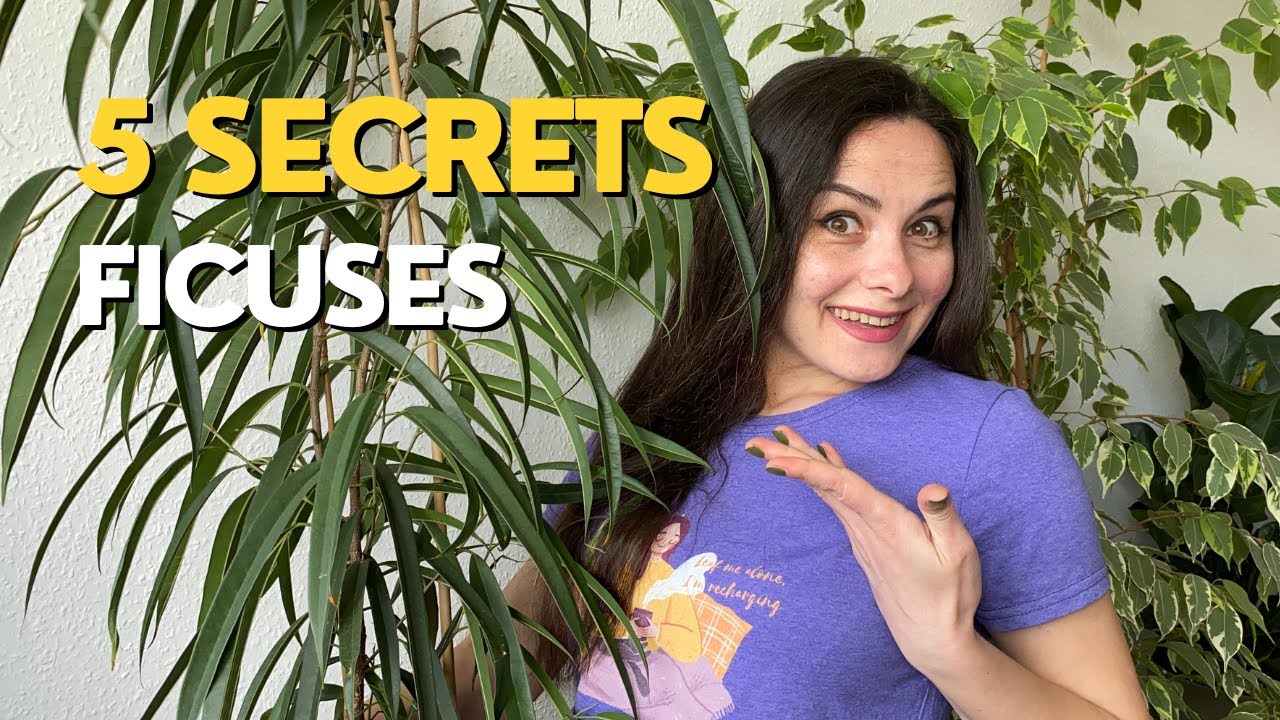 Ficus care guide | 5 Secrets You Didn't Know