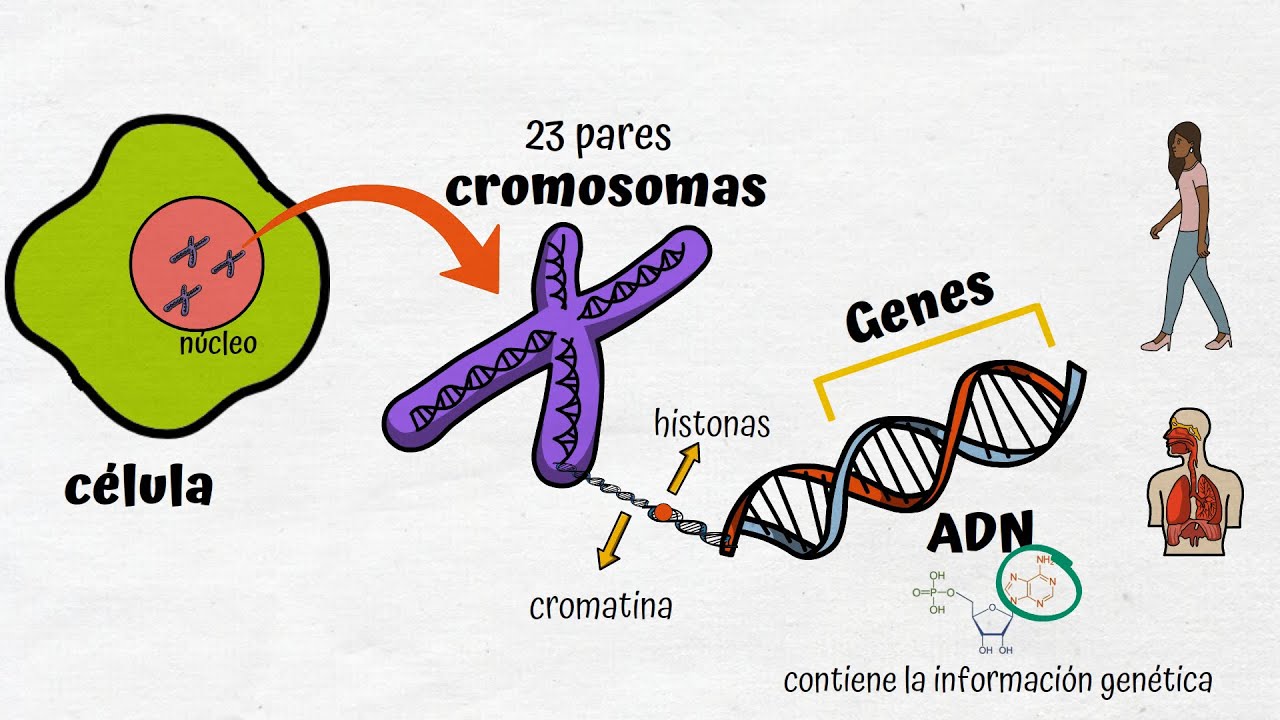ADN, Cromosomas y Genes