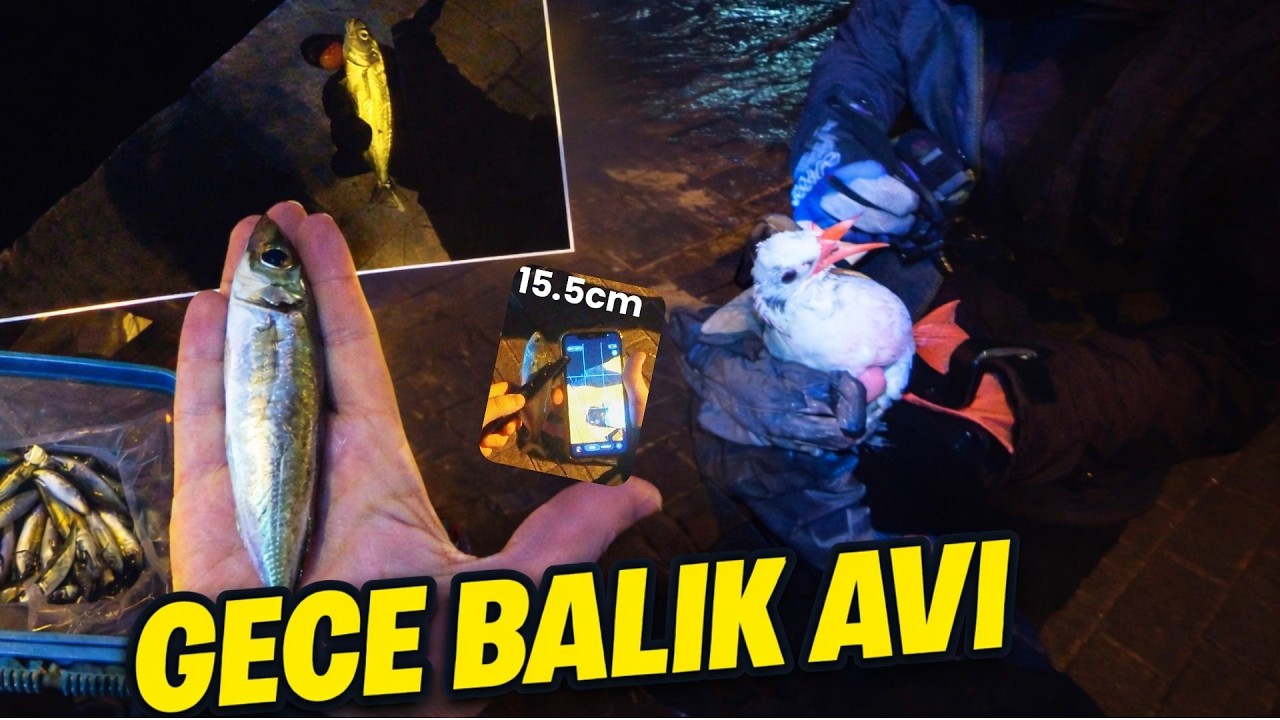 LRF ile İstavrit Avı | Fujin Ajime LRF Olta Takımı