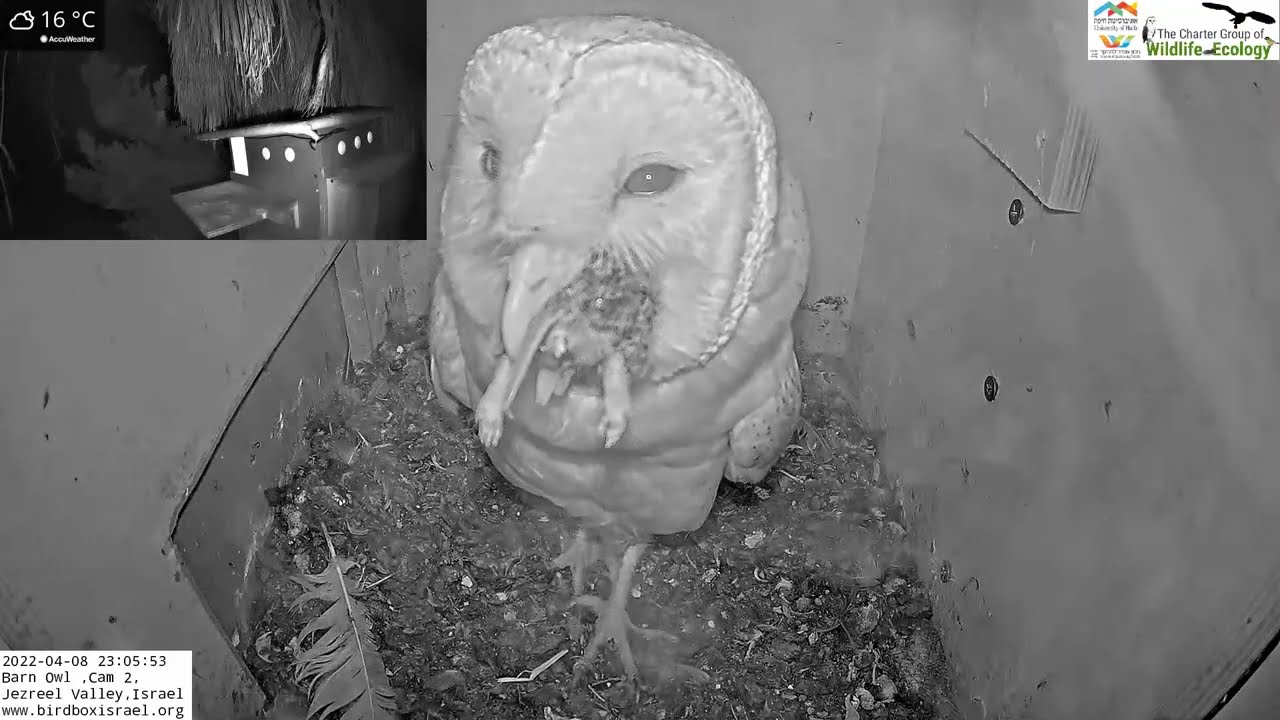 This is how you swallow a rodent whole: Female barn owl swallow vole in LIVE Barn Owl Israel Cam 2