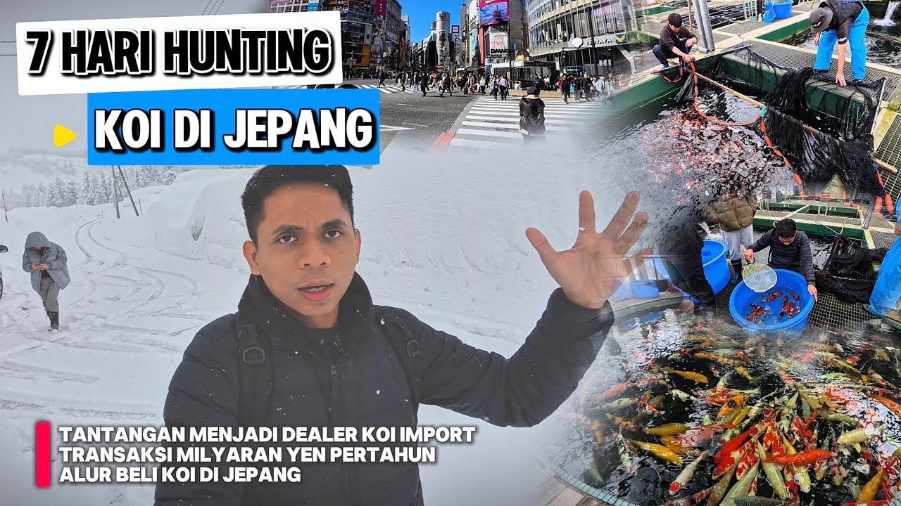 Rahasia Bisnis Ikan Koi Di Jepang