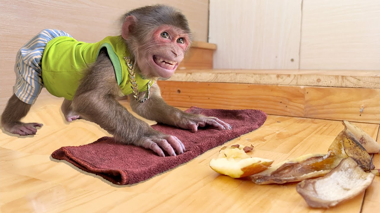 Surprise! Smart monkey MAX grown up and can clean house by himself