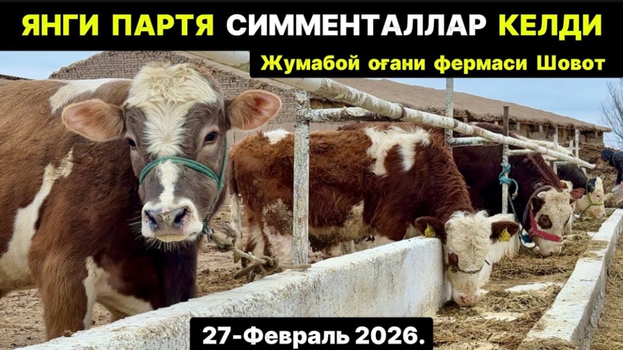 ЯНГИ ПАРТИЯ СИММЕНТАЛЛАР КЕЛДИ Жумабой оғани фермаси Шовот 27-февраля 2026 г.